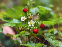 Shutterstock_1777478015_wild strawberry_meža zemene.jpg