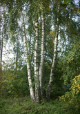 Betula_pendula_-_Friedrichsthal-Bildstock-FMT_-_20101001-01.png