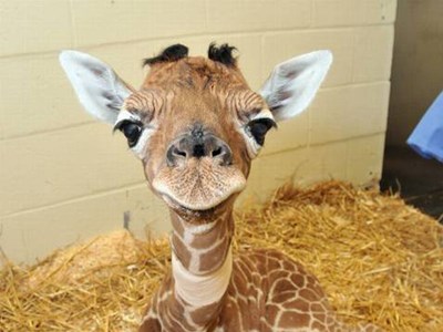 Jeļizaveta Klimanova