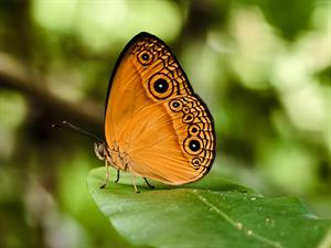 shutterstock_2593515581_butterfly_taurenis.jpg