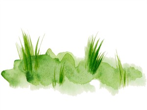 shutterstock_2173470313_grass in watercolor_zāle ar ūdenskrāsām.jpg