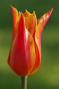 tulip-2373942_960_720.jpg