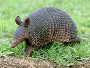 Shutterstock_1357167692_armadillo_bruņnesis.jpg