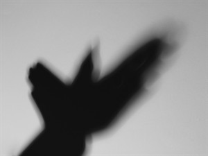 shutterstock_2476059521_Shadow of hands like bird_putna ēna no rokām.jpg