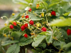 shutterstock_1925828558_wild strawberries_meža zemenes.jpg