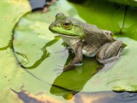 shutterstock_2533385509_frog_varde.jpg