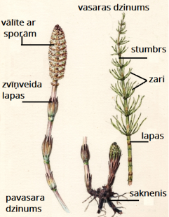 Equisetum_arvense171122.png