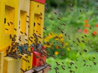 shutterstock_2031405350_bee hive_bišu strops.jpg