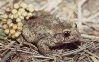 midwife toad atlauja.jpg