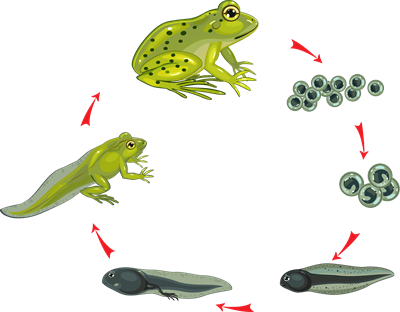 Vardes dzīves cikls.png