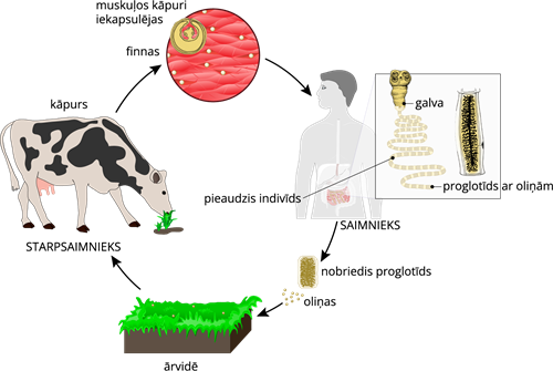 YCUZD_230725_5389_kāpuri muskuļos.png