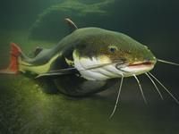 Shutterstock_553120666_catfish_sams.jpg