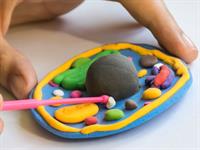 Shutterstock_2221098307_cell model_šūnas modelis.jpg