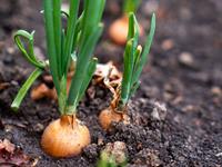 shutterstock_2312036575_onions_sīpoli.jpg
