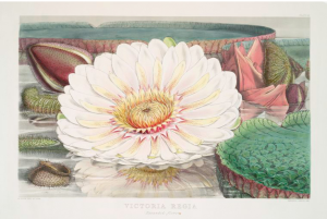 Victoria_Regia.png