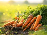 shutterstock_2614732189_carrots_burkāni.jpg