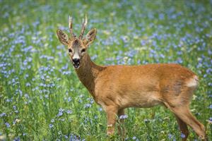 roe-deer2 pix.jpg