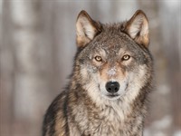 Shutterstock_136124996_wolf_vilks.jpg