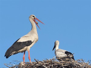 shutterstock_2621445321_storks deliver food to their chicks_stārķi baro stārķēnus.jpg