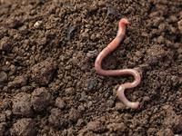 shutterstock_2331590273_earthworm_slieka.jpg
