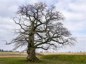 shutterstock_1708137316_large old oak_liels vecs ozols.jpg