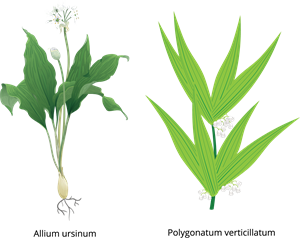 Allium ursinum un Polygonatum verticillatum.png