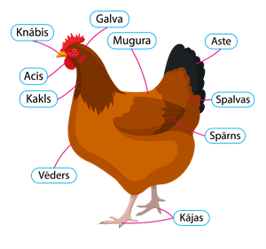 КУРИЦА_VISTA_CHICKEN.png