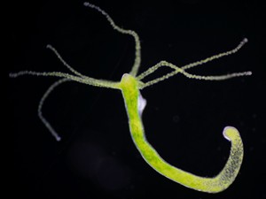 Shutterstock_634524308_hydra_hidra.jpg