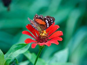shutterstock_2628491223_butterfly_taurenis.jpg