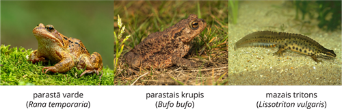 YCUZD_261014_6873_Dzīvnieku sistēma_3.png