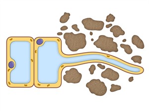 shutterstock_1095295985_Plant root cell_Auga sakņu šūna.jpg