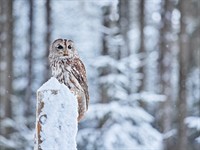 shutterstock_2254768199_owl in winter_pūce ziemā.jpg