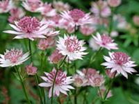 Shutterstock_2478946321_great masterwort_lielā zvaigznīte.jpg