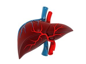 Shutterstock_1143965474_liver_aknas.jpg