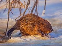 shutterstock_2100585262_beaver_bebrs.jpg