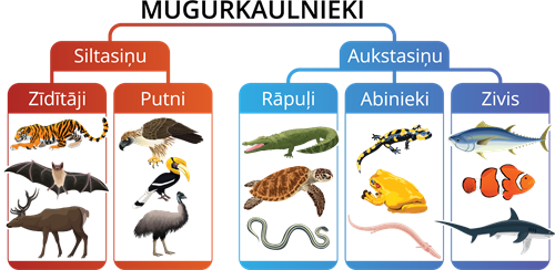 YCUZD_261014_6873_Dzīvnieku sistēma_1.png
