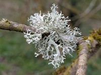 shutterstock_2615849843_Oakmoss_ozola_sūnas.jpg