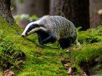 shutterstock_2528437171_badger_āpsis.jpg
