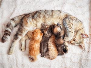 shutterstock_1209029995_cat feeding kittens_kaķene baro kaķēnus.jpg