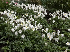 Shutterstock_1735702130_snowdrop anemone_meža vizbulis.jpg