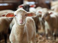 Shutterstock_1934524235_sheep_aita.jpg