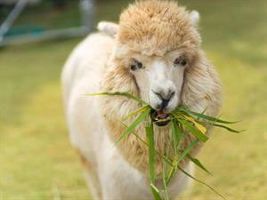 Shutterstock_660122458_alpaca eating_alpaka ēd.jpg