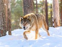 shutterstock_2501475251_wolf_vilks.jpg