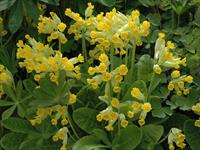 shutterstock_1654595524_cowslips_gaiļbiksītes.jpg