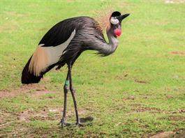 crowned crane.jpg