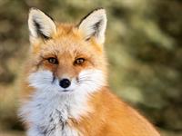 Shutterstock_392638390_fox_lapsa.jpg