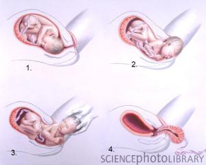 M8100368-Birth_sequence-SPLn.jpg