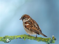 shutterstock_2551340363_sparrow_zvirbulis.jpg