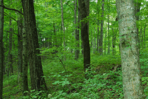 Hardwood forest.png