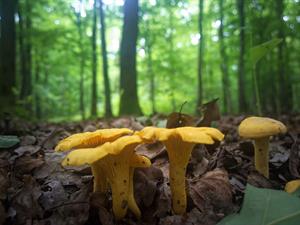 chanterelle-лисичка_gailene_1.jpg